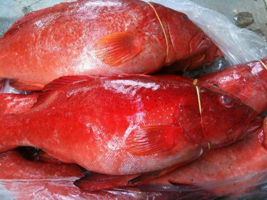 Cá mú đỏ Phú Quý